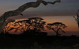 TANZANIA - Serengeti National Park - Alba - 01